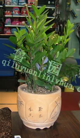 ��Ʒ��Ǯ��