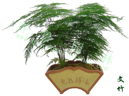 ����ƷС�辰