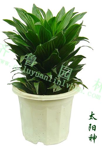 ��Ʒ̫����