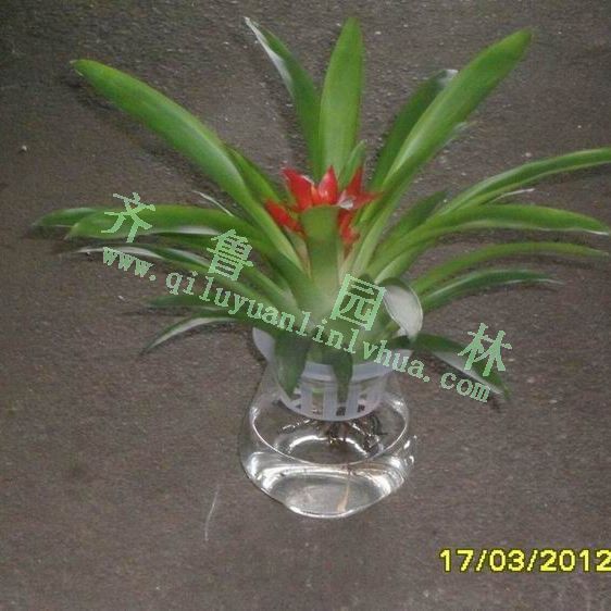 ˮֲ���˵�ͷ