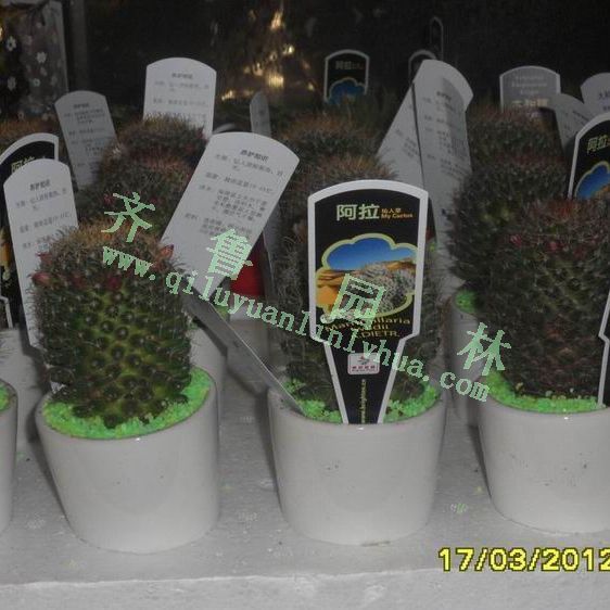 ��Ʒ������2