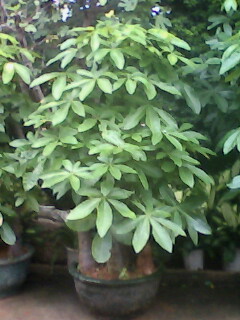 �����������꣩