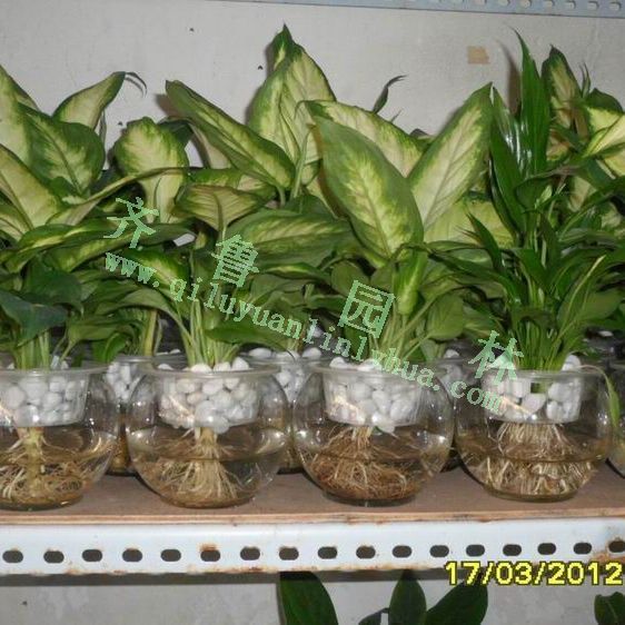 ˮֲ������