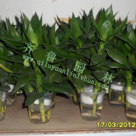 ˮֲ������