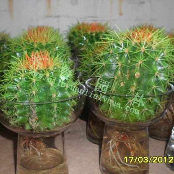 ˮֲ������