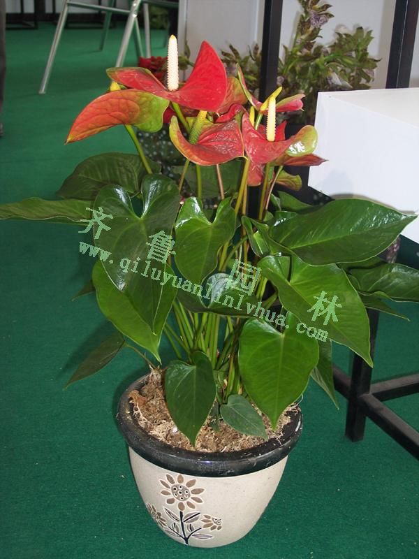 ��Ʒ����