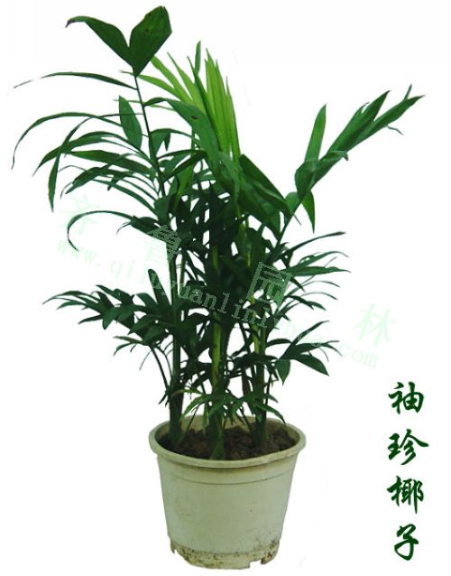 ����Ҭ��