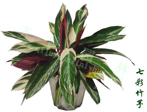 �߲�����