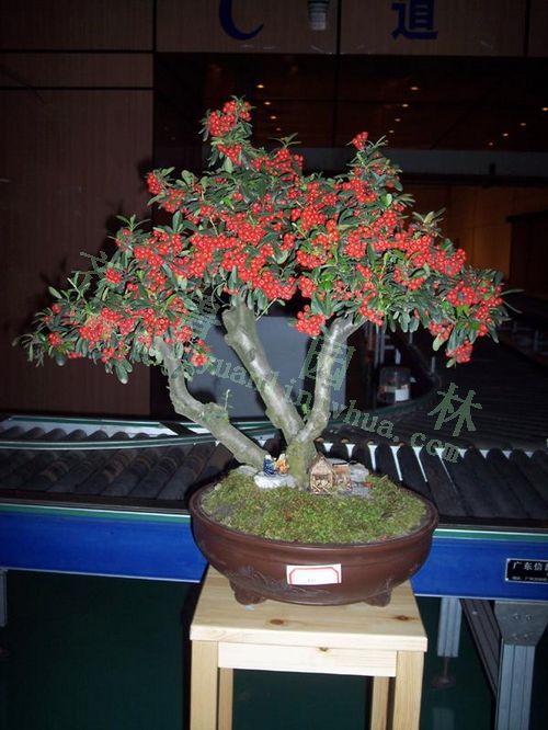 �ƽ������辰