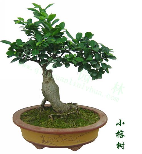 ����С�辰