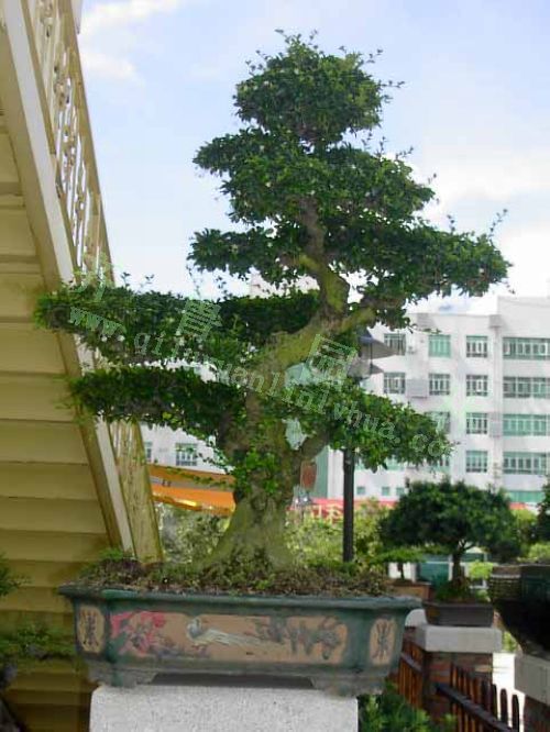 �������辰