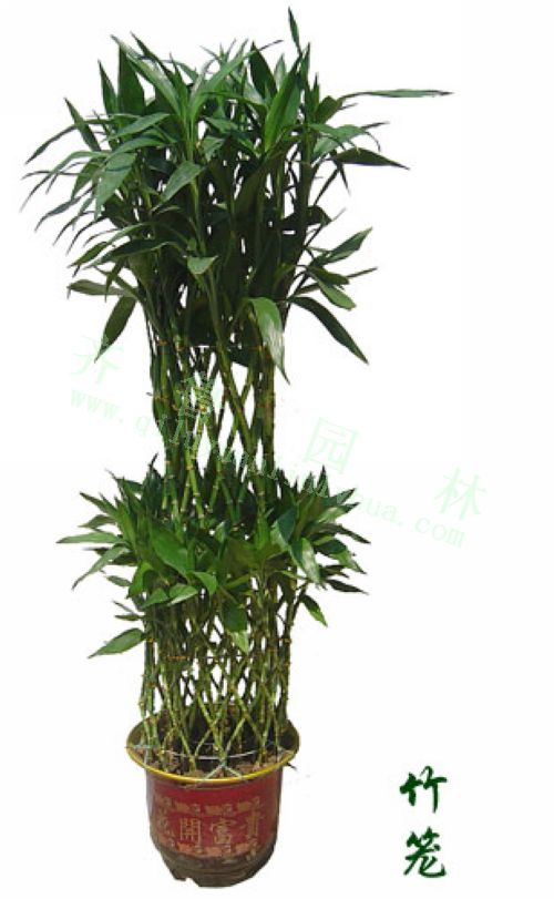 ����(2��)