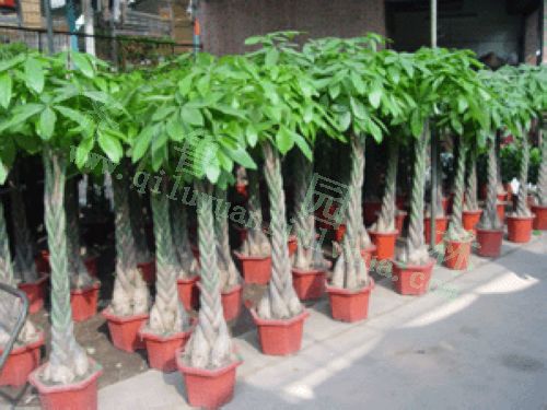 ��෢����