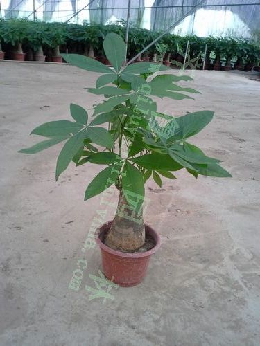 С�赥֧������