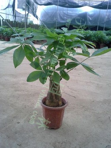 С�赥֧������