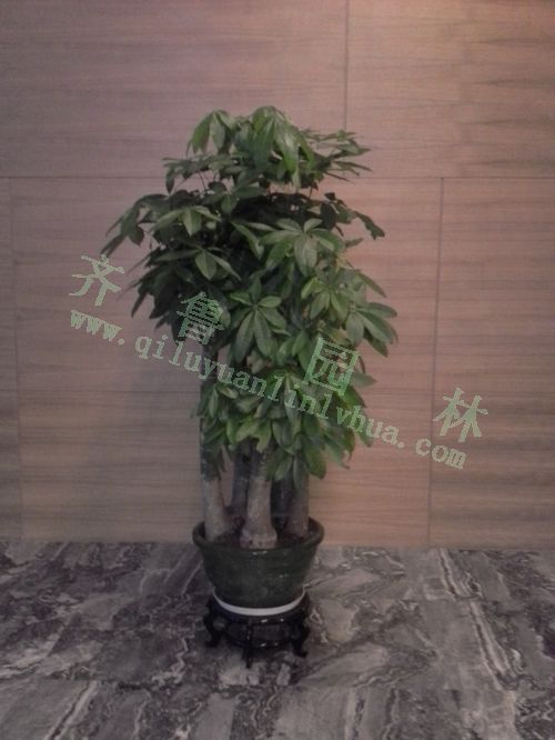 ��֧������