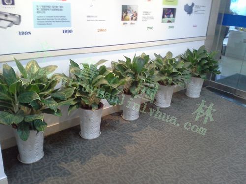 ��ѩ����